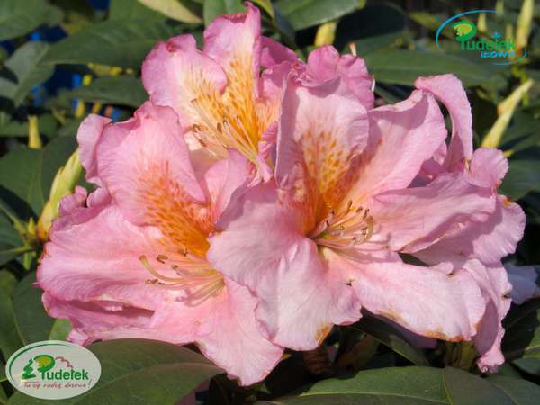 Rhododendron Melidioso
